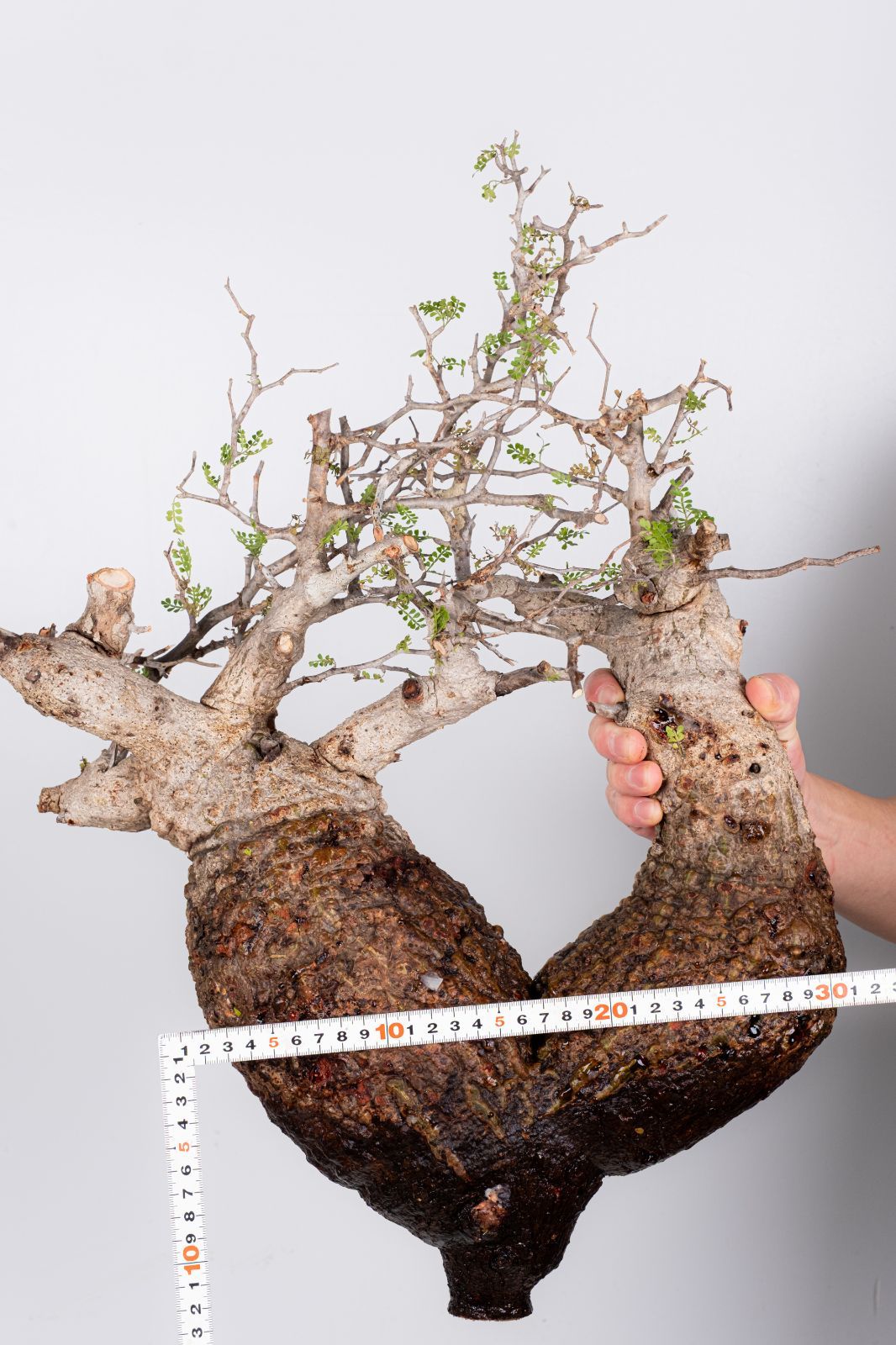 WP35 オペルクリカリア パキプス コーデックス ベアルート株 - メルカリ