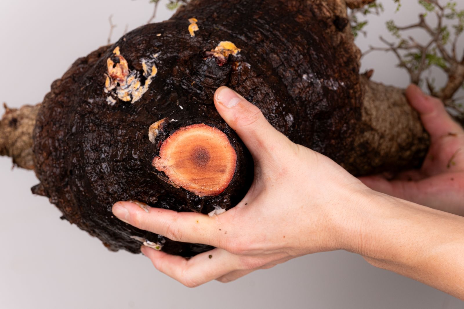 WP36 オペルクリカリア パキプス コーデックス ベアルート株 - メルカリ