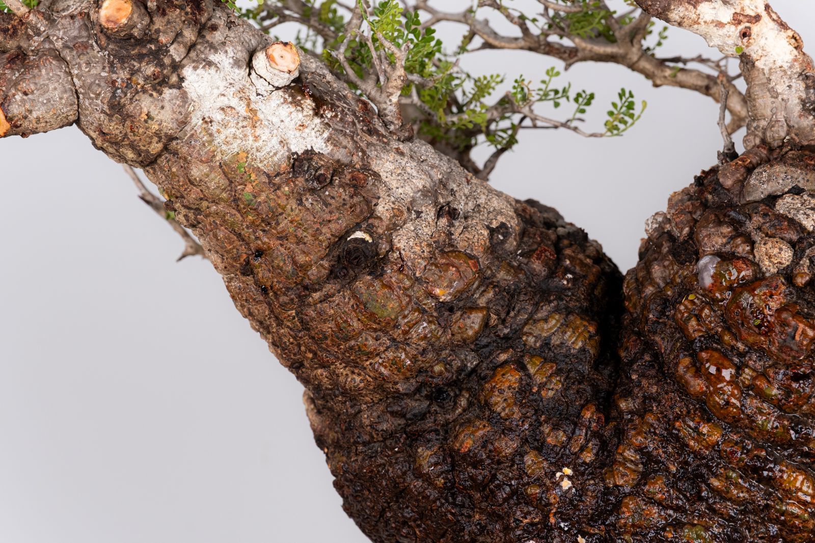 IP63 オペルクリカリア パキプス コーデックス ベアルート株 IP63 オペルクリカリア パキプス コーデックス ベアルート株 IP63