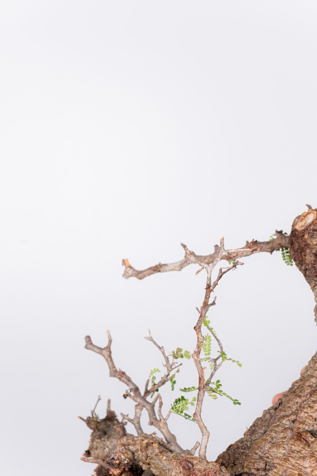 WP37 オペルクリカリア パキプス コーデックス ベアルート株 - メルカリ