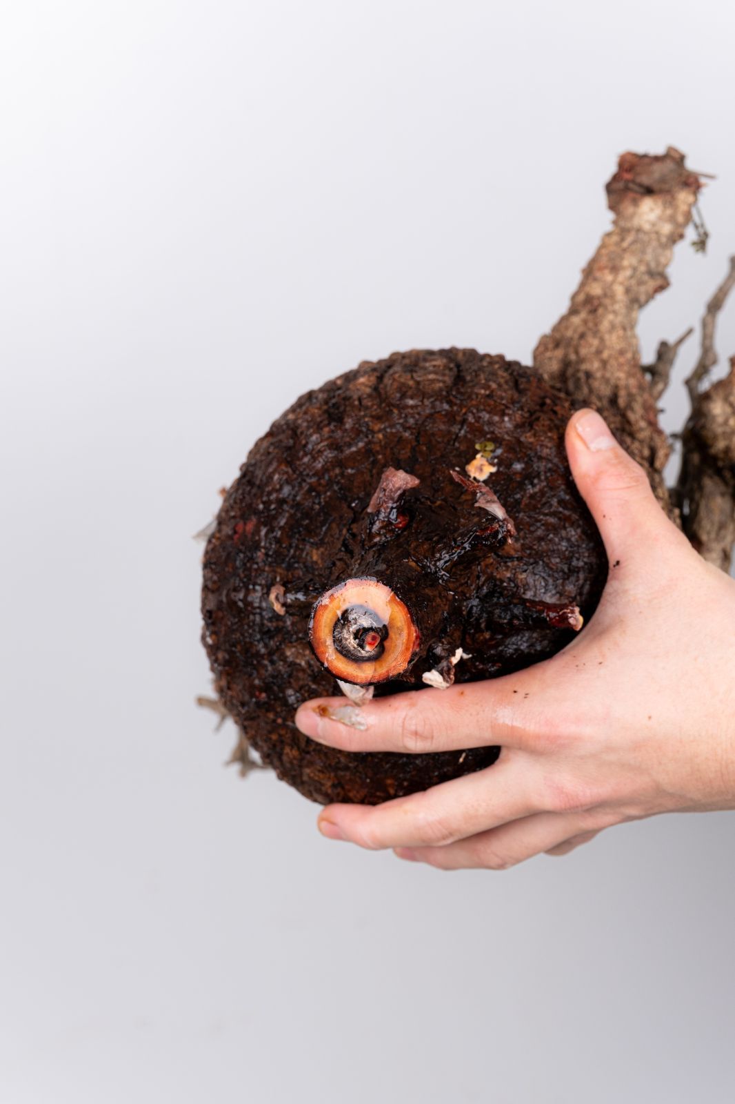 WP37 オペルクリカリア パキプス コーデックス ベアルート株 - メルカリ