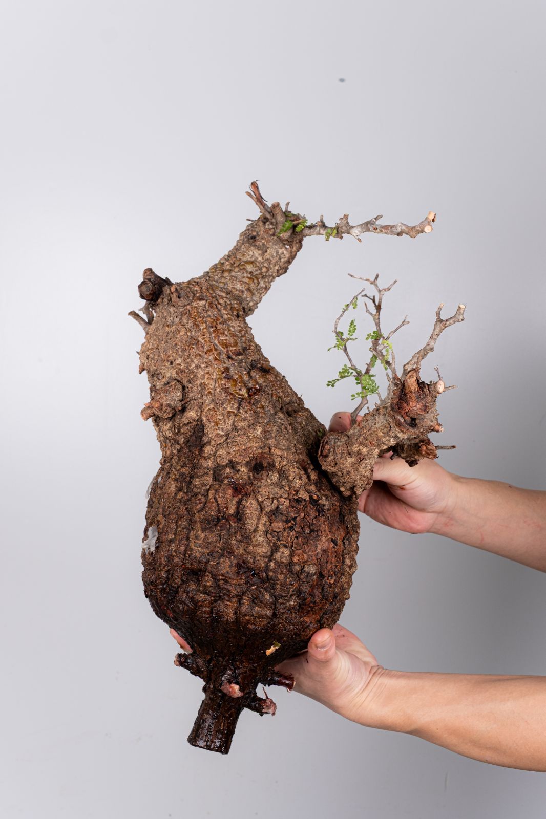 WP37 オペルクリカリア パキプス コーデックス ベアルート株 - メルカリ