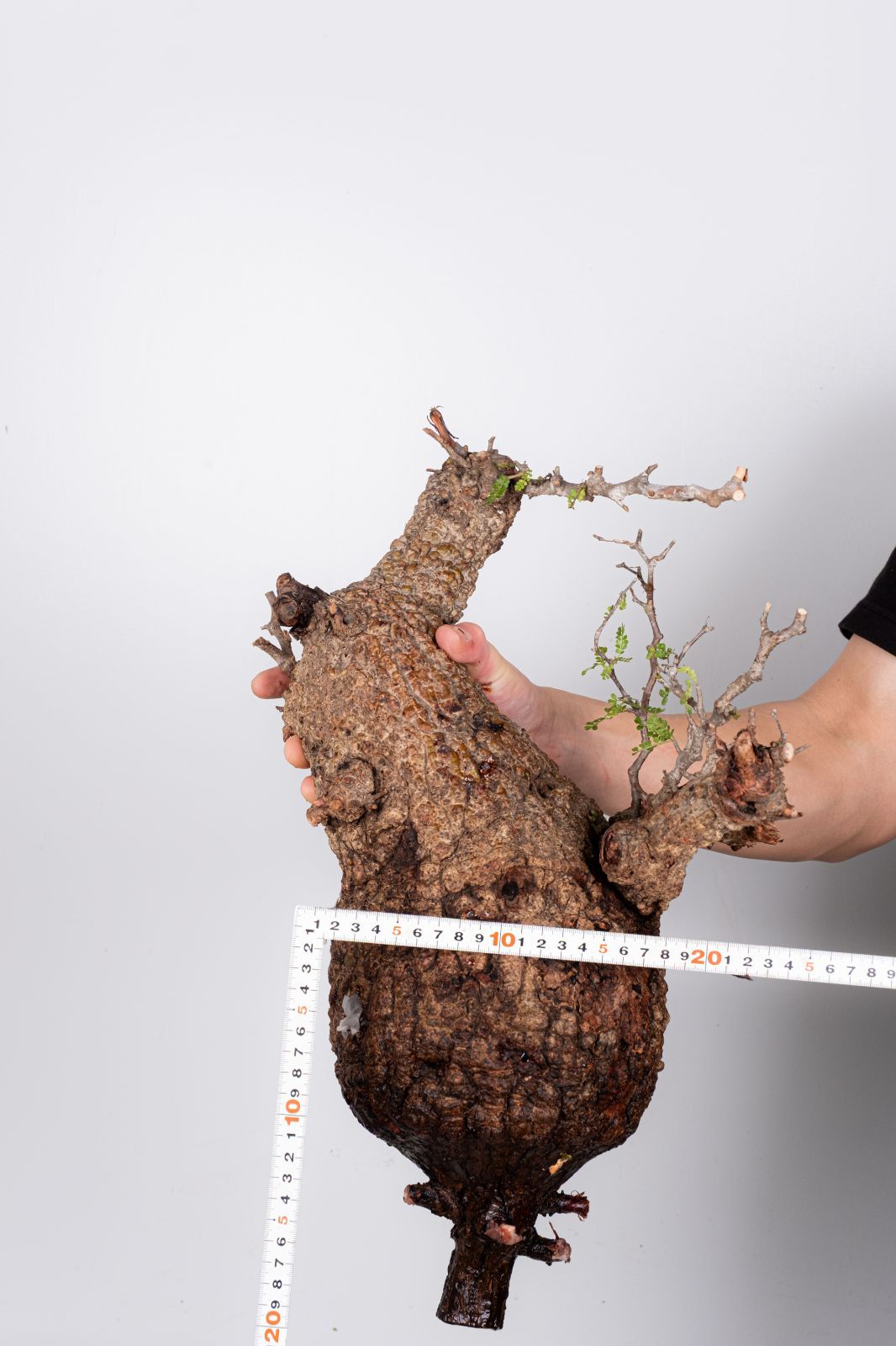 PK117オペルクリカリア パキプス コーデックス ベアルート株 PK117