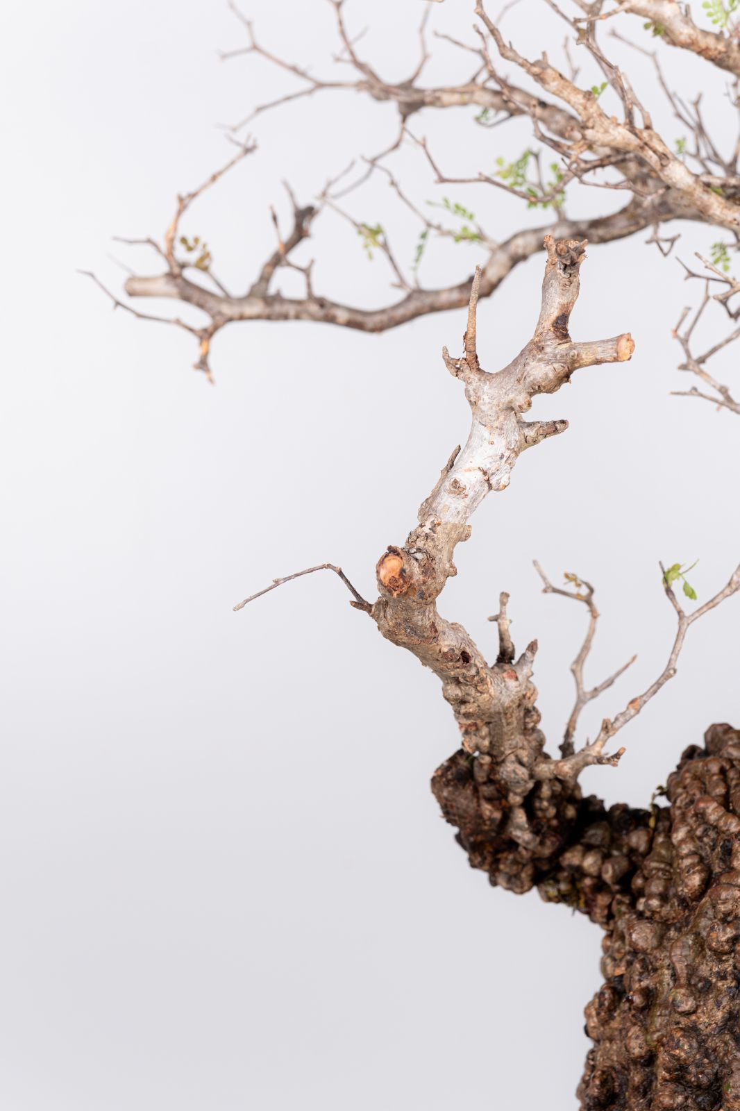 WP39 オペルクリカリア パキプス コーデックス ベアルート株 - メルカリ