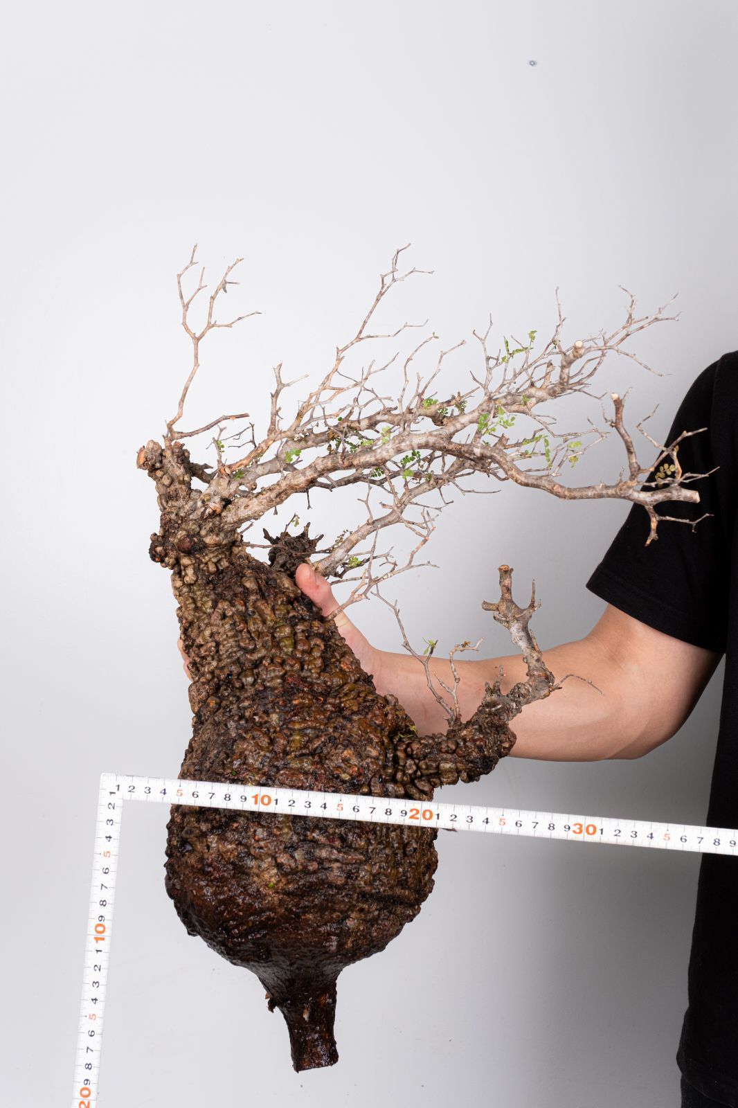 WP39 オペルクリカリア パキプス コーデックス ベアルート株 - メルカリ