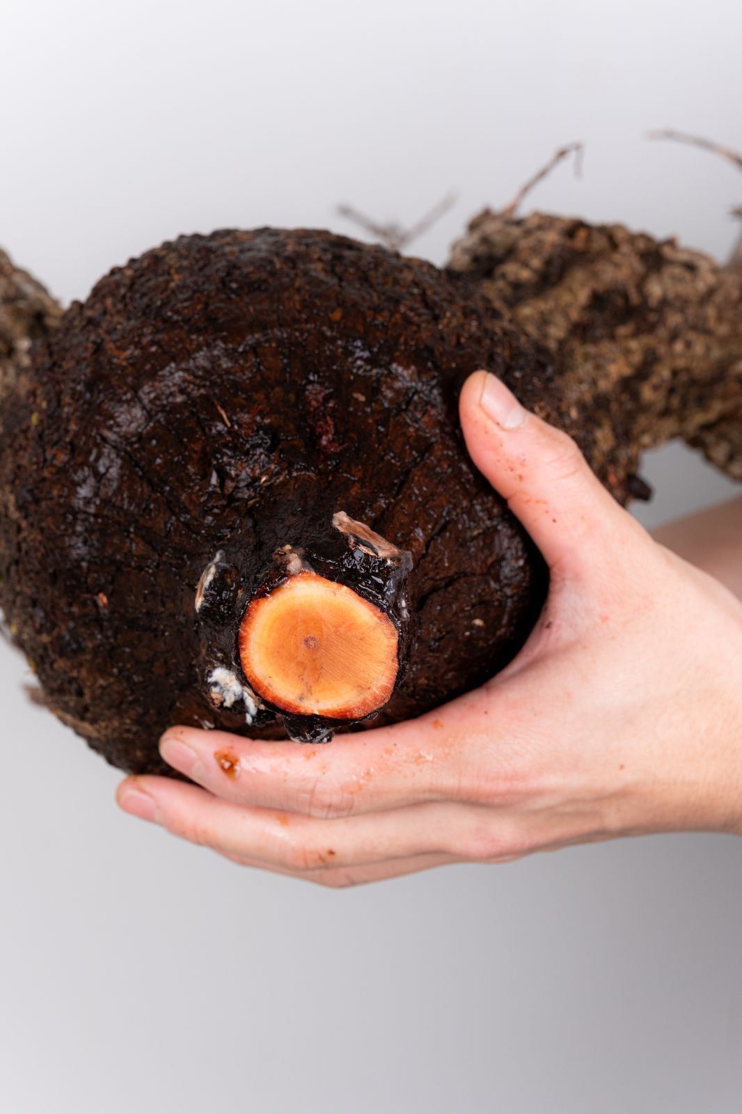 WP41 オペルクリカリア パキプス コーデックス ベアルート株 - メルカリ