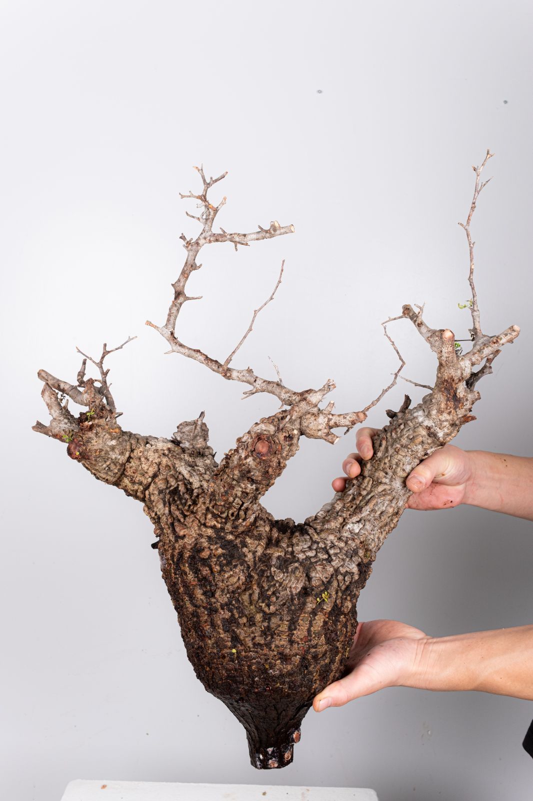 JP121 オペルクリカリア パキプス コーデックス ベアルート株 WP45 オペルクリカリア パキプス コーデックス ベアルート株 - メルカリ