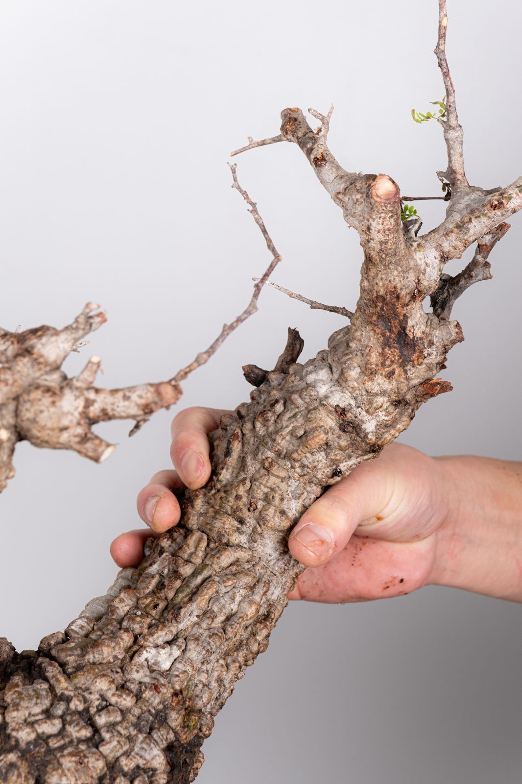 JP121 オペルクリカリア パキプス コーデックス ベアルート株 WP45 オペルクリカリア パキプス コーデックス ベアルート株 - メルカリ