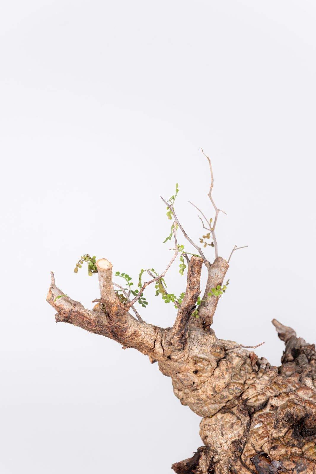 KP114 オペルクリカリア パキプス コーデックス ベアルート株 枝カット