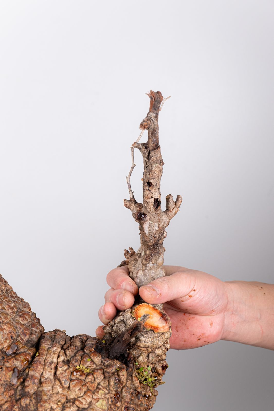 WP42 オペルクリカリア パキプス コーデックス ベアルート株 - メルカリ