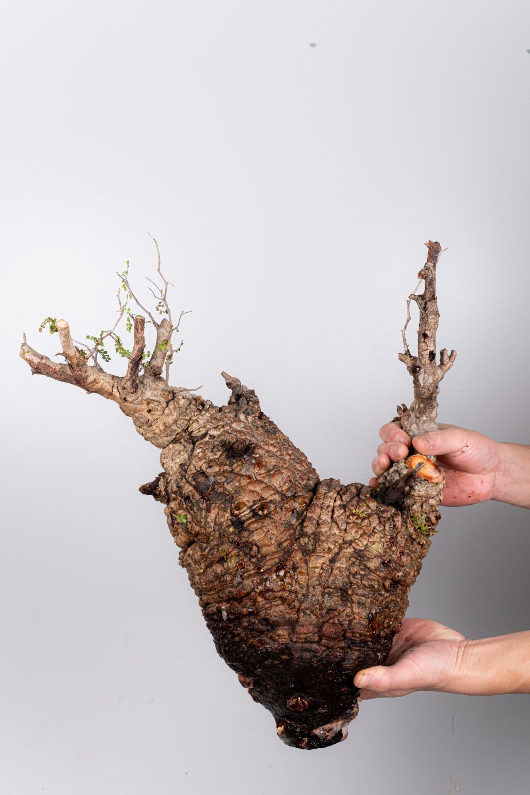 KP114 オペルクリカリア パキプス コーデックス ベアルート株 枝カット