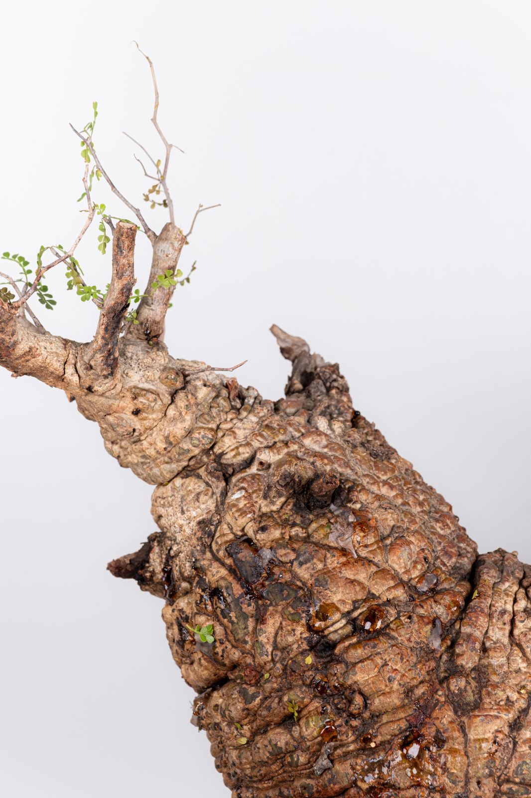 WP42 オペルクリカリア パキプス コーデックス ベアルート株 - メルカリ