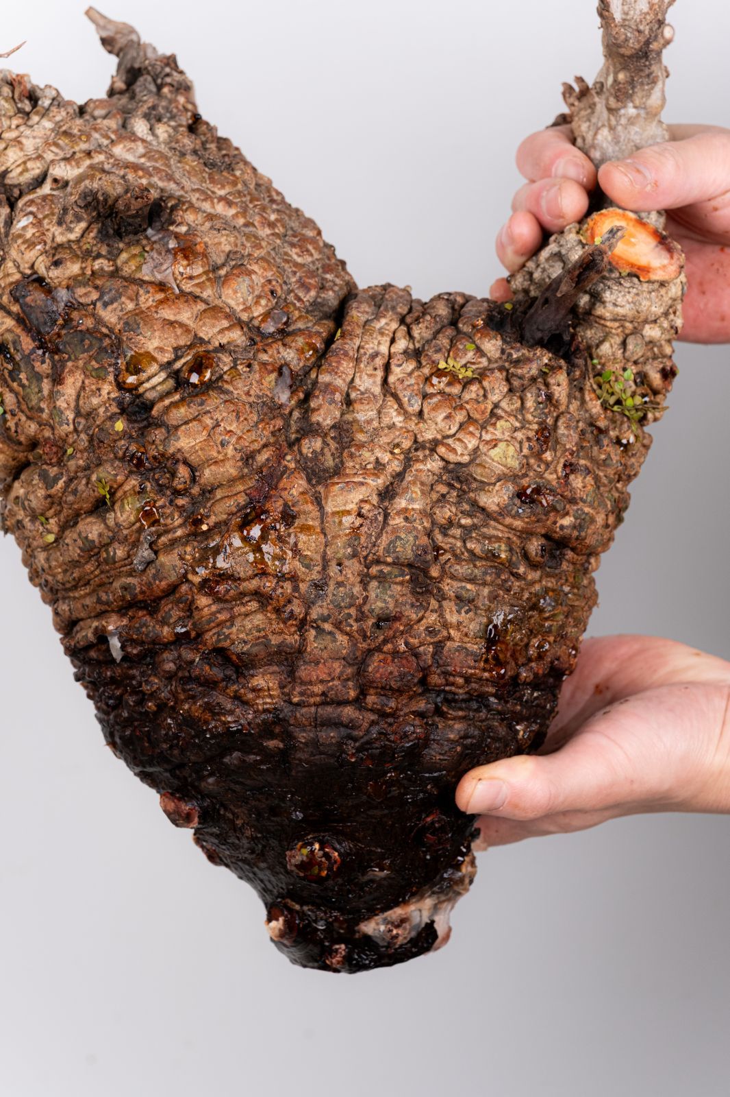 WP42 オペルクリカリア パキプス コーデックス ベアルート株 - メルカリ