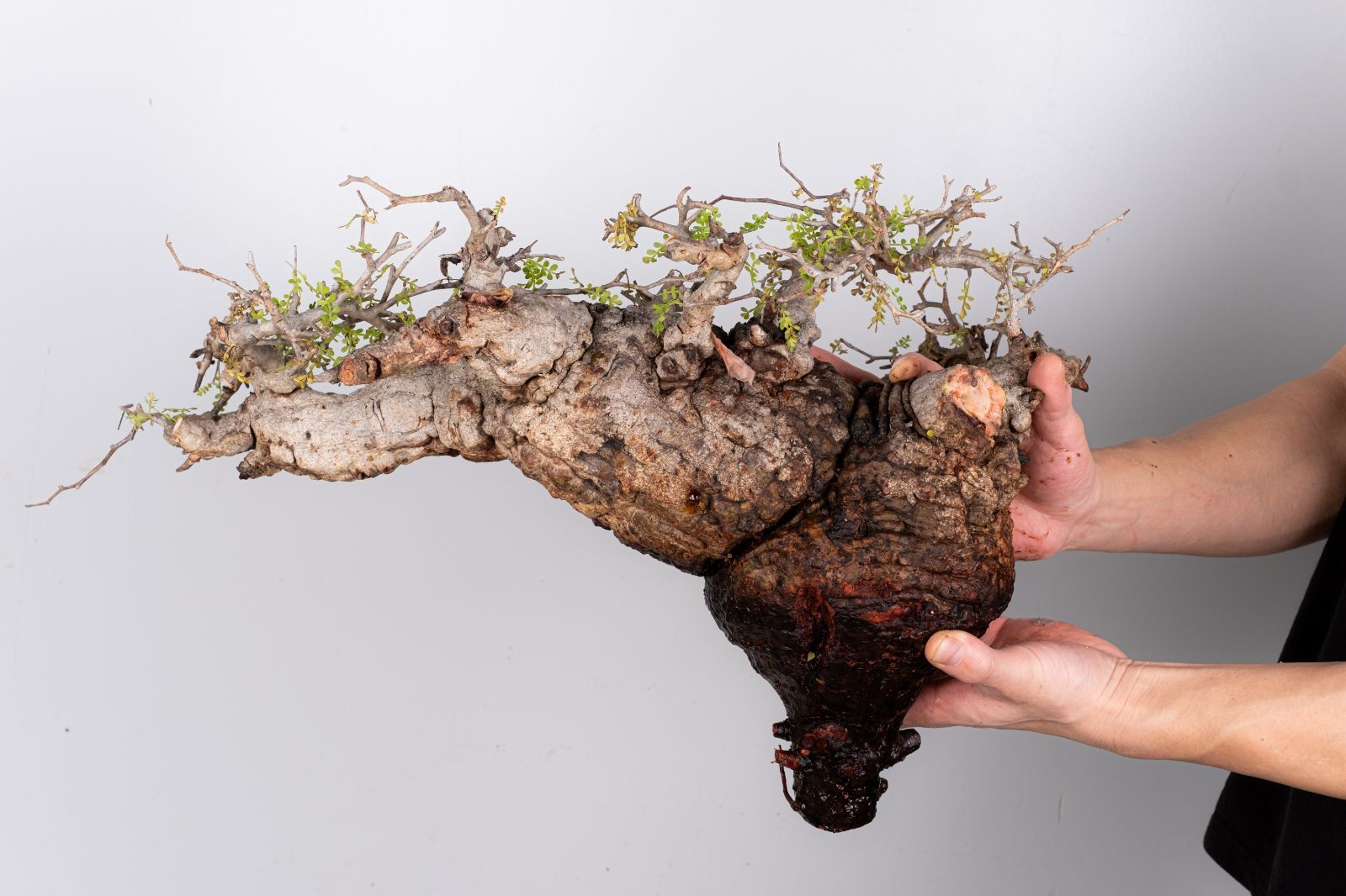 IP63 オペルクリカリア パキプス コーデックス ベアルート株 WP238 オペルクリカリア パキプス コーデックス ベアルート株 - メルカリ