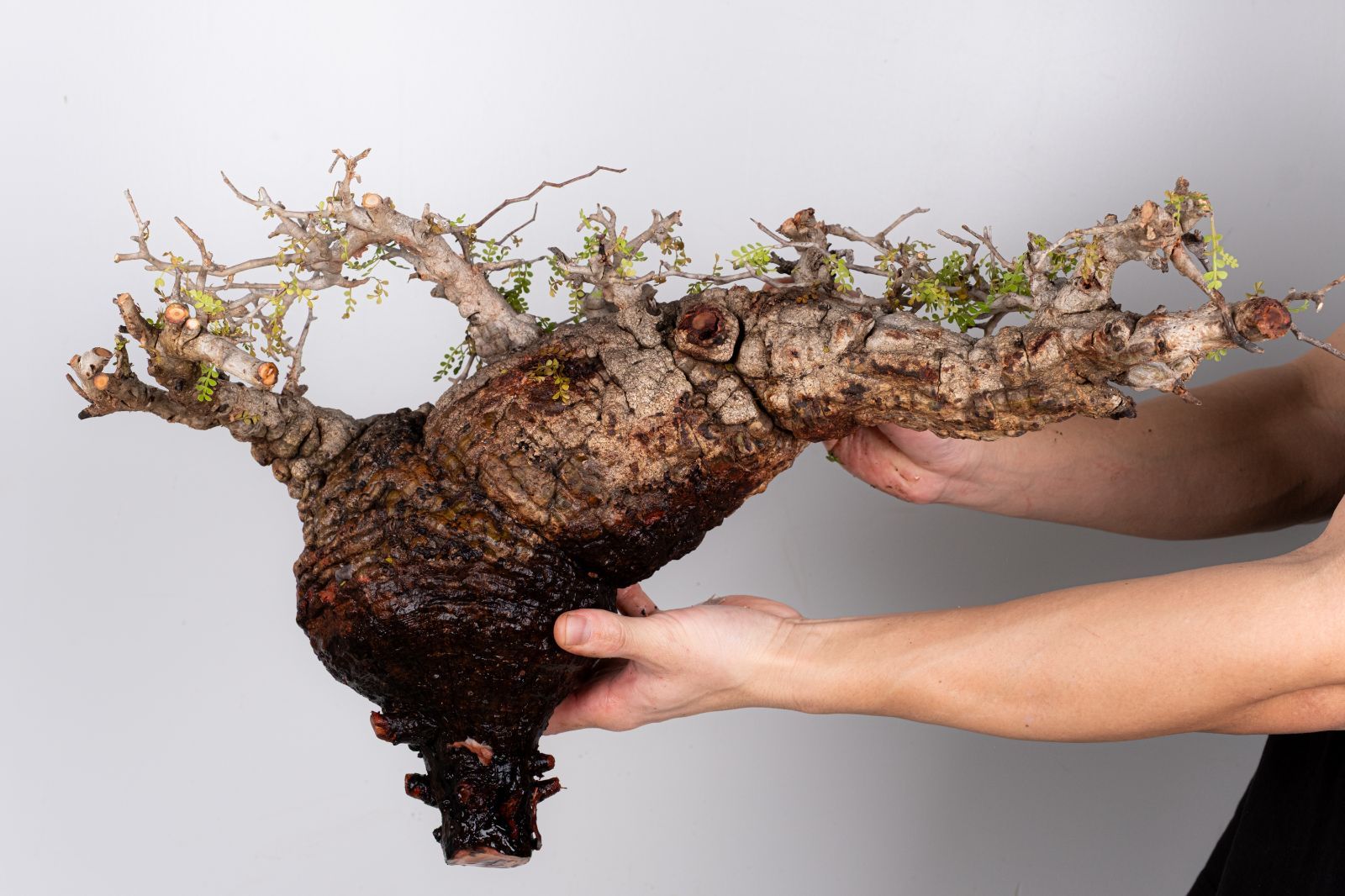 WP43 オペルクリカリア パキプス コーデックス ベアルート株 - メルカリ