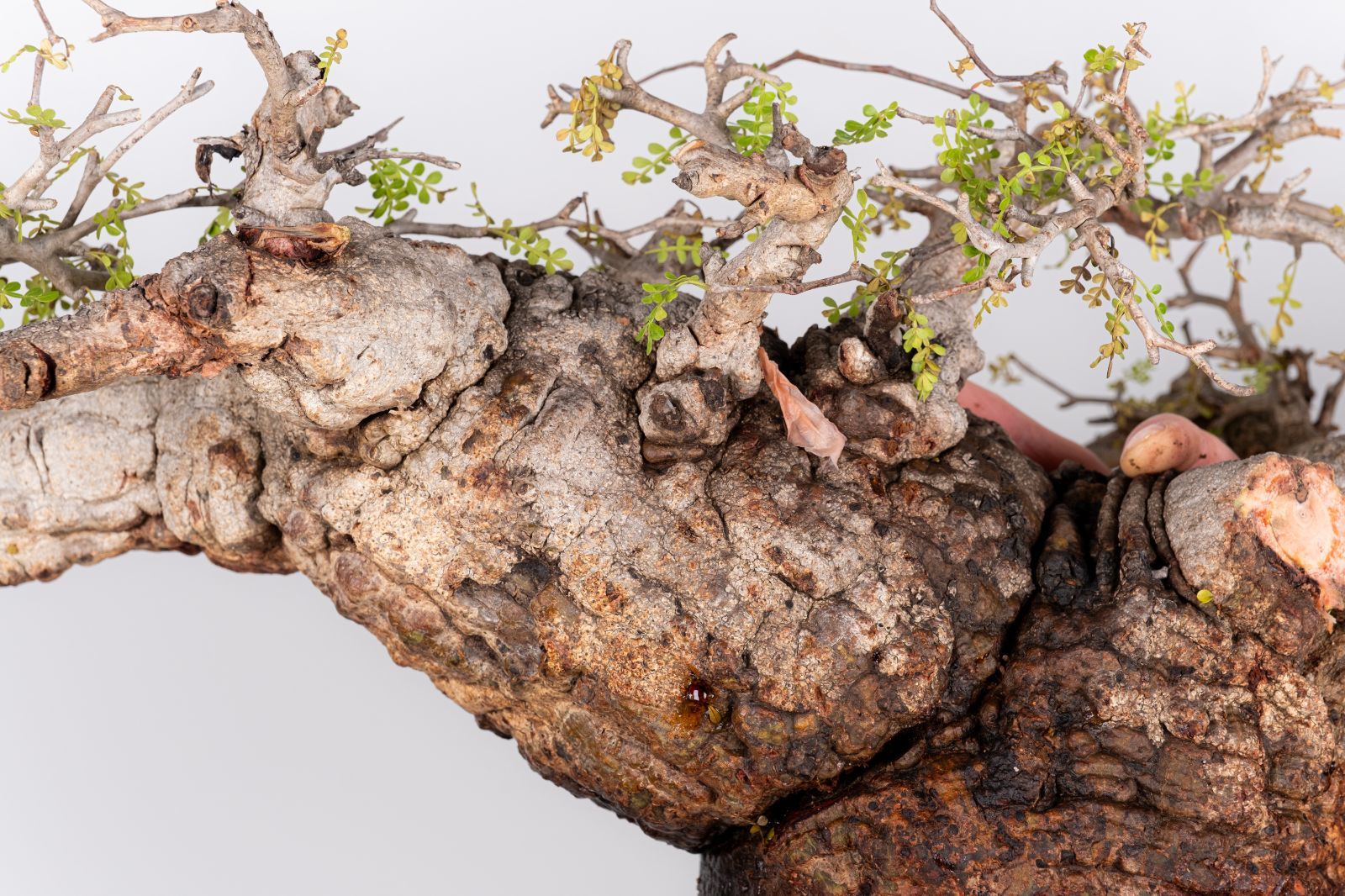 LP71 オペルクリカリア パキプス コーデックス ベアルート株 WP43 オペルクリカリア パキプス コーデックス ベアルート株 - メルカリ