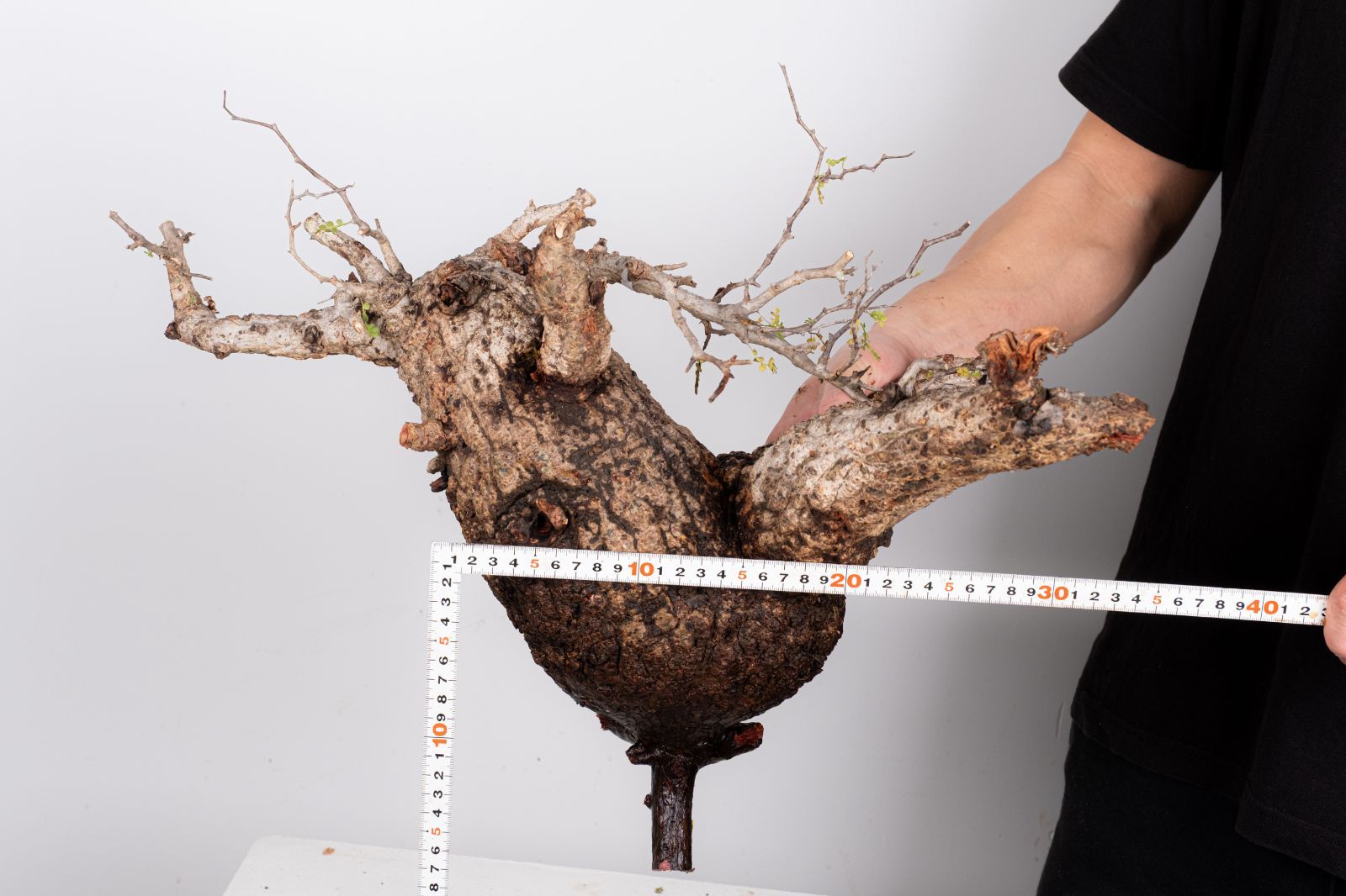 WP44 オペルクリカリア パキプス コーデックス ベアルート株 - メルカリ