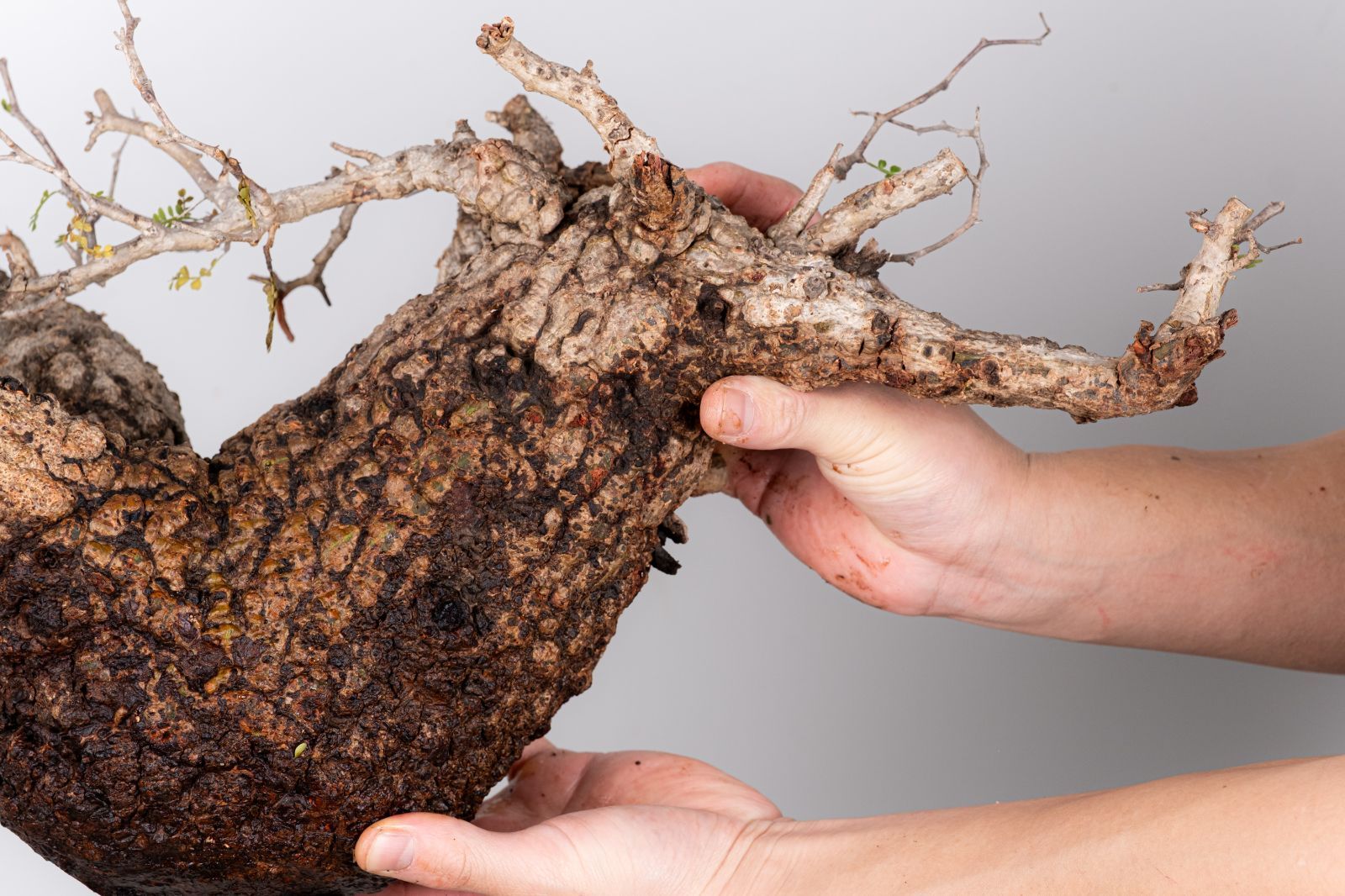 WP44 オペルクリカリア パキプス コーデックス ベアルート株 - メルカリ