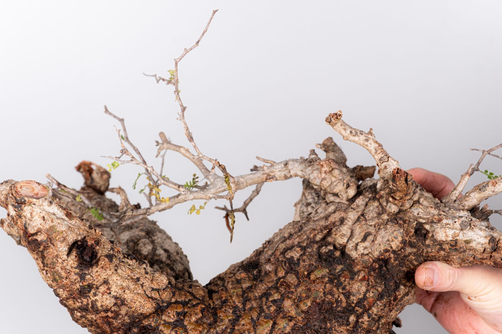 WP44 オペルクリカリア パキプス コーデックス ベアルート株 - メルカリ