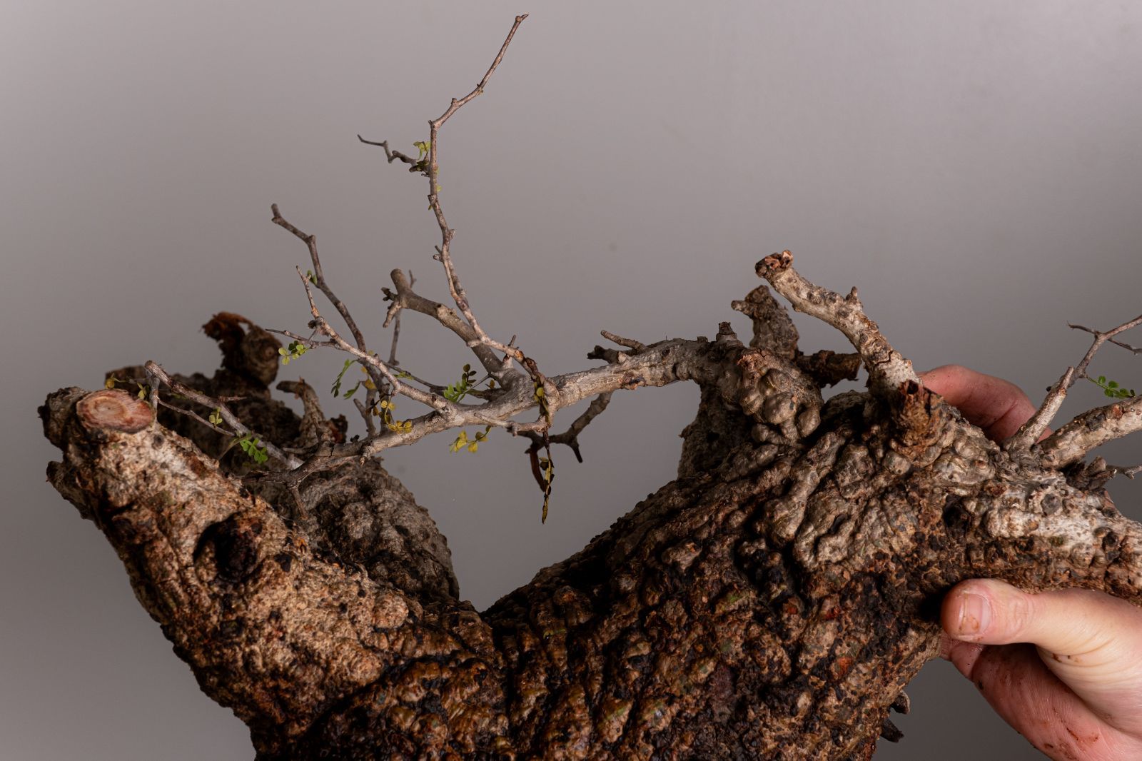 WP44 オペルクリカリア パキプス コーデックス ベアルート株 - メルカリ