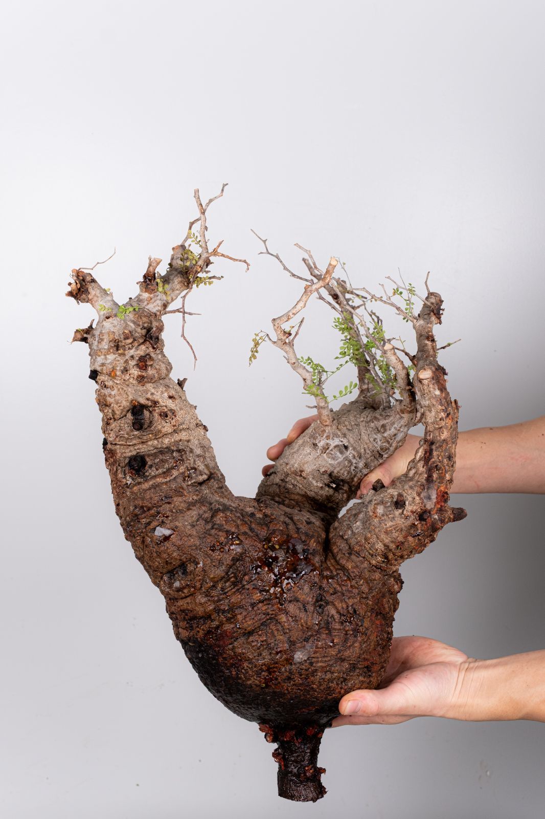 WP45 オペルクリカリア パキプス コーデックス ベアルート株 - メルカリ