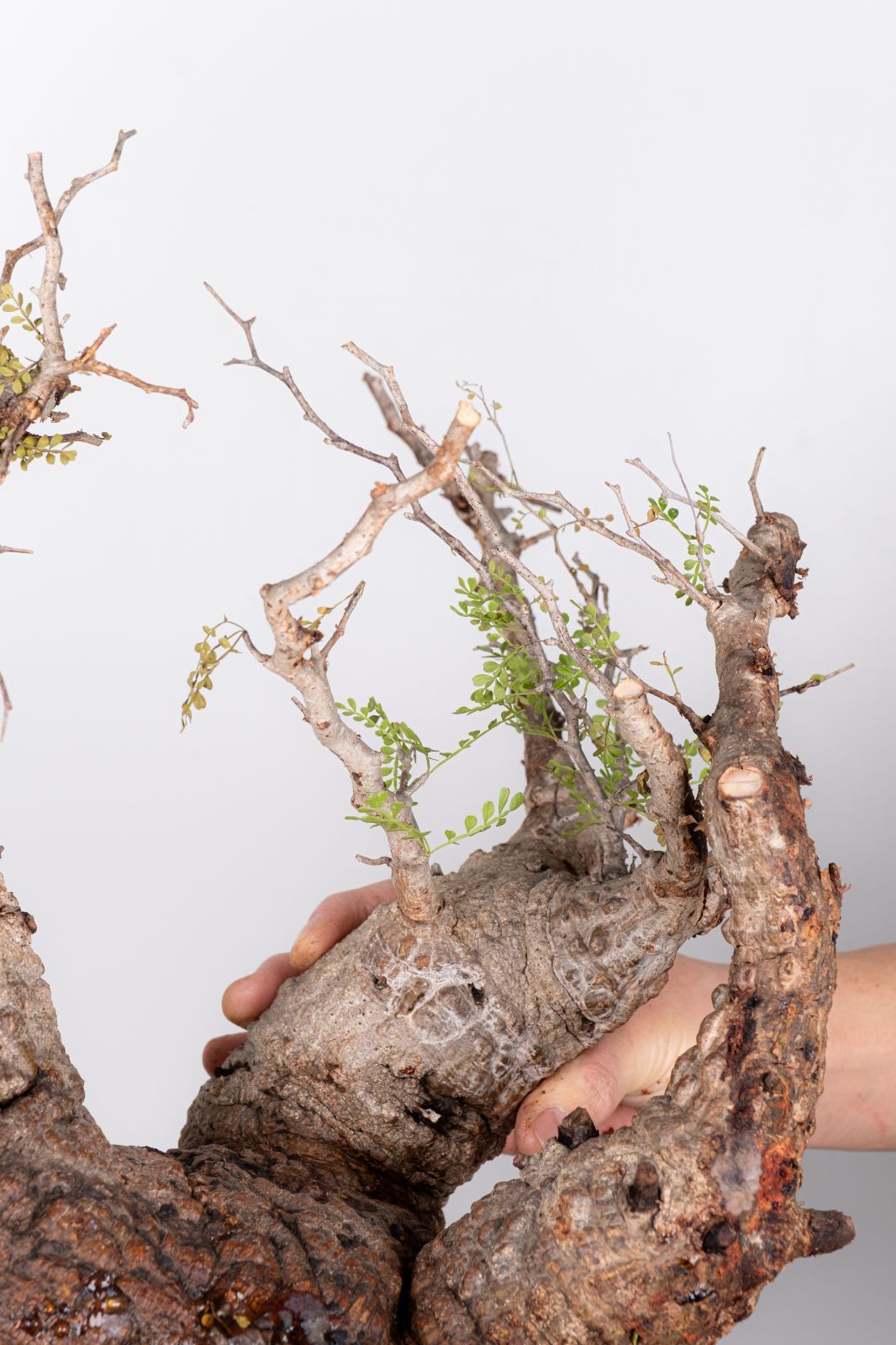 JP121 オペルクリカリア パキプス コーデックス ベアルート株 WP45 オペルクリカリア パキプス コーデックス ベアルート株 - メルカリ