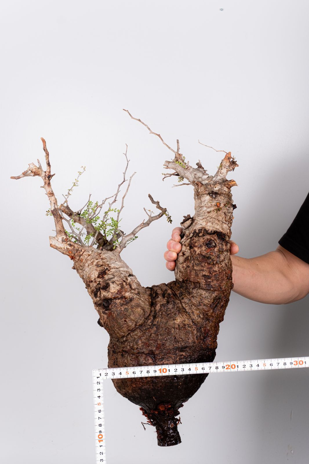 WP45 オペルクリカリア パキプス コーデックス ベアルート株 - メルカリ