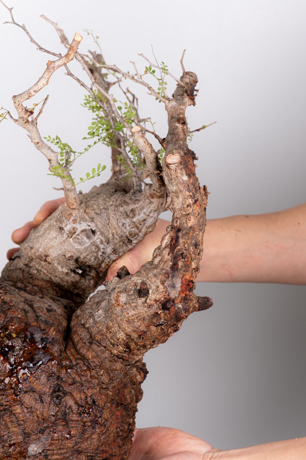 WP45 オペルクリカリア パキプス コーデックス ベアルート株 - メルカリ