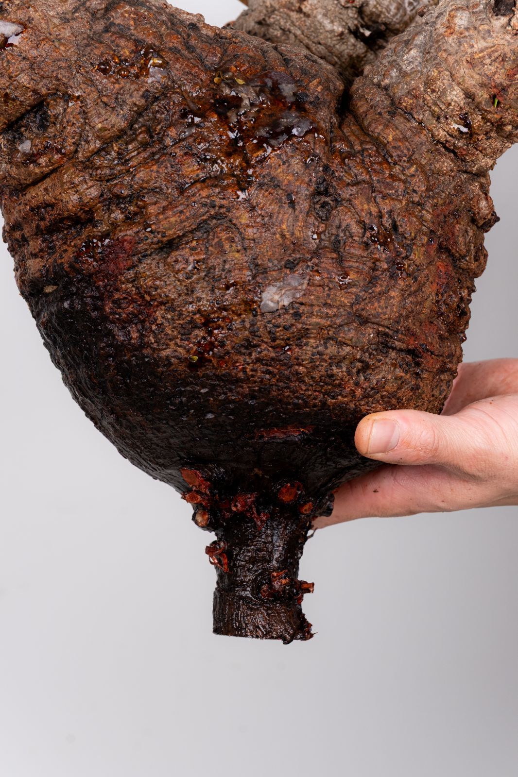 WP45 オペルクリカリア パキプス コーデックス ベアルート株 - メルカリ