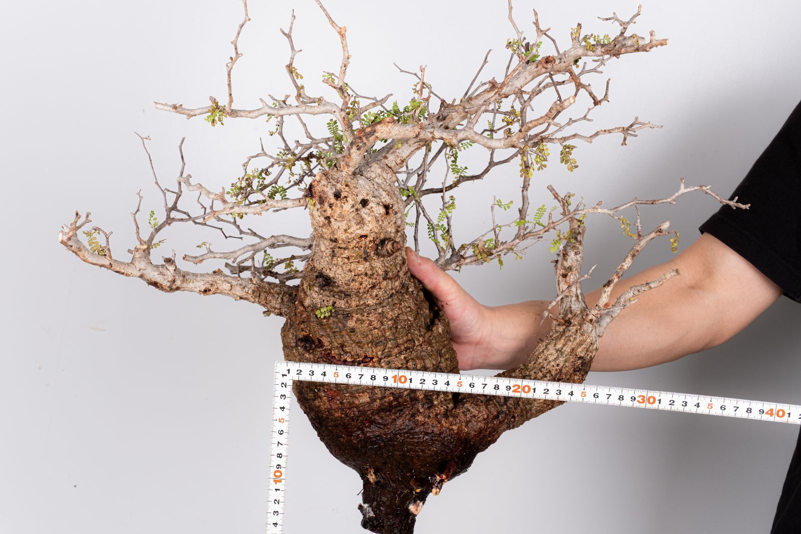 WP46 オペルクリカリア パキプス コーデックス ベアルート株 - メルカリ