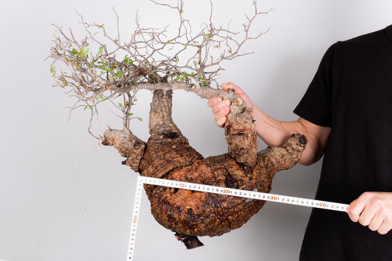 WP48 オペルクリカリア パキプス コーデックス ベアルート株 - メルカリ