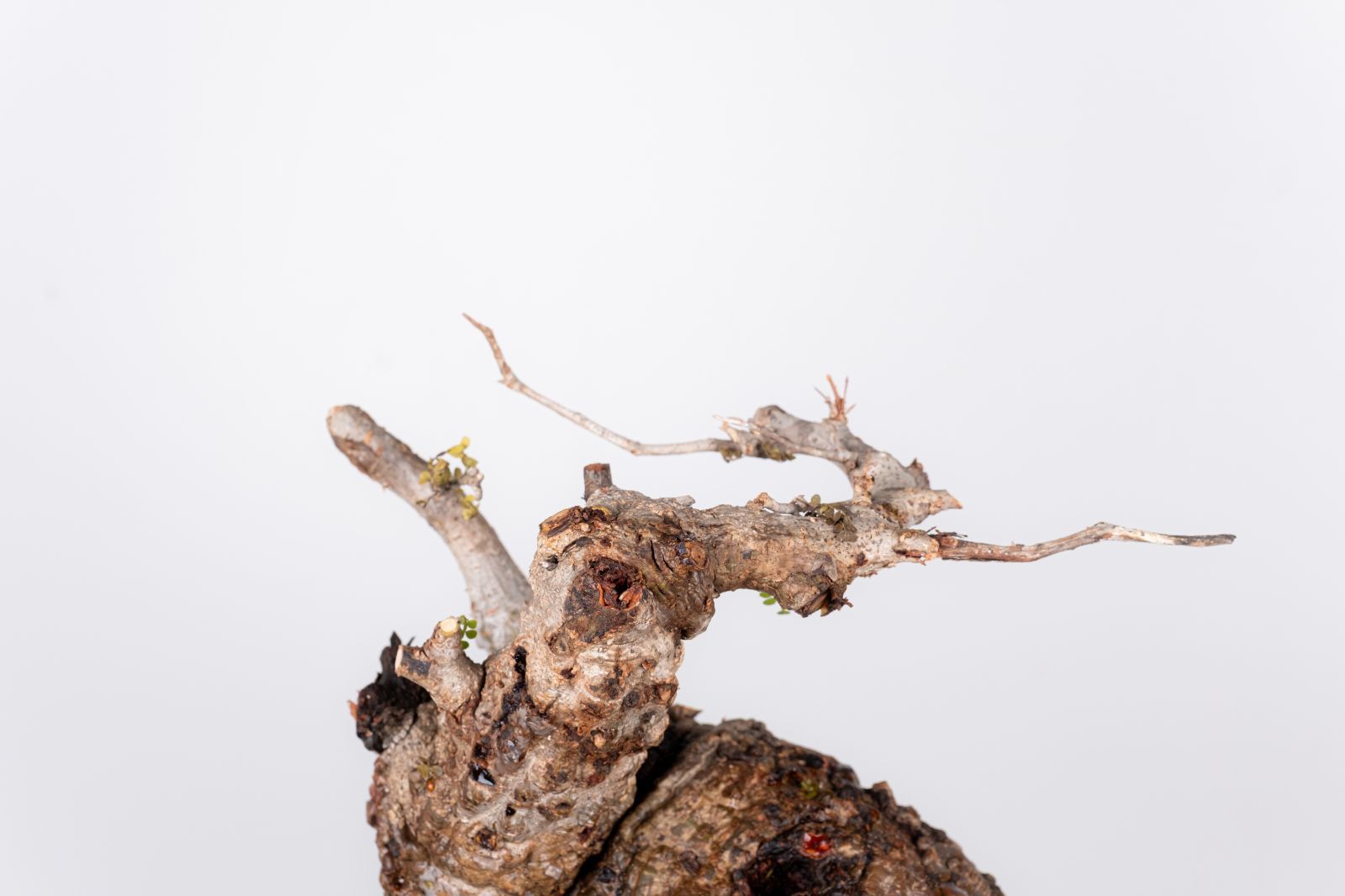 BP92 オペルクリカリア パキプス コーデックス ベアルート株 BP92