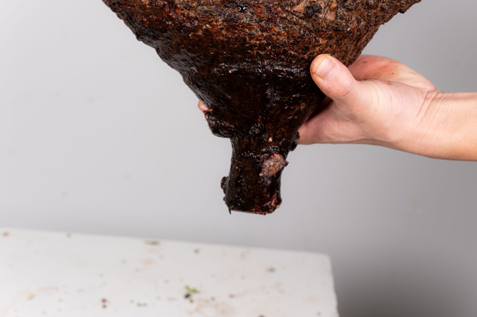 WP49 オペルクリカリア パキプス コーデックス ベアルート株 - メルカリ