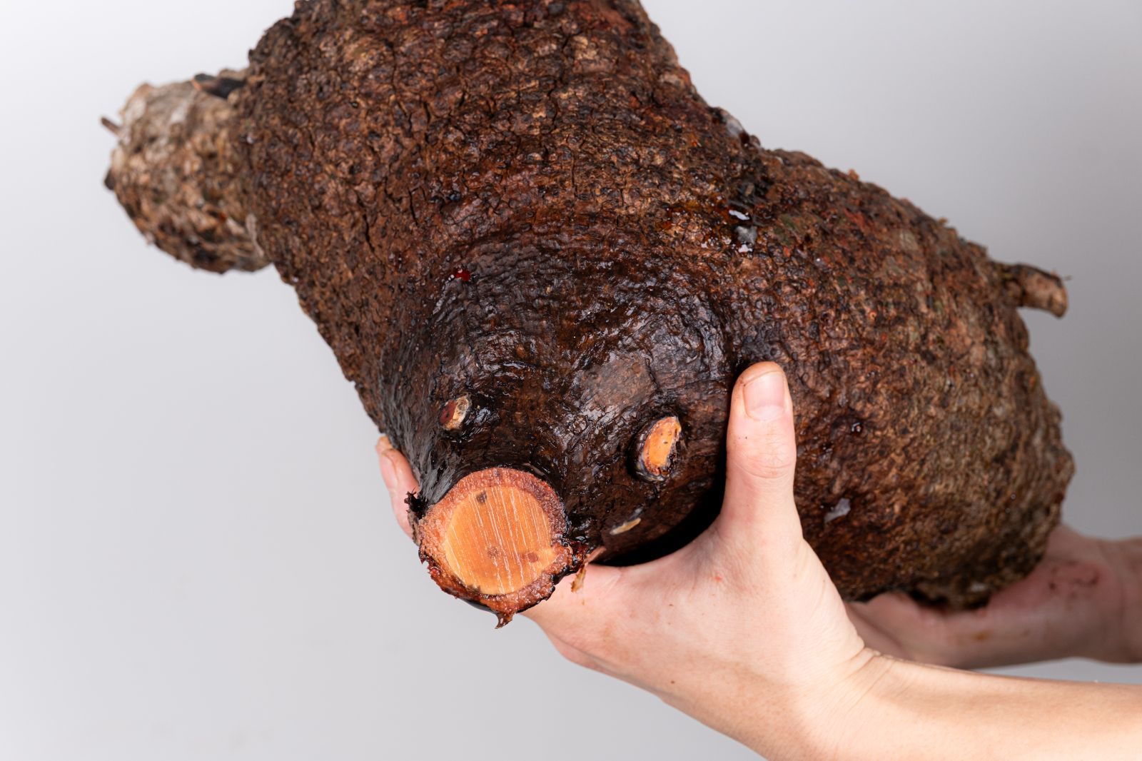 WP49 オペルクリカリア パキプス コーデックス ベアルート株 - メルカリ