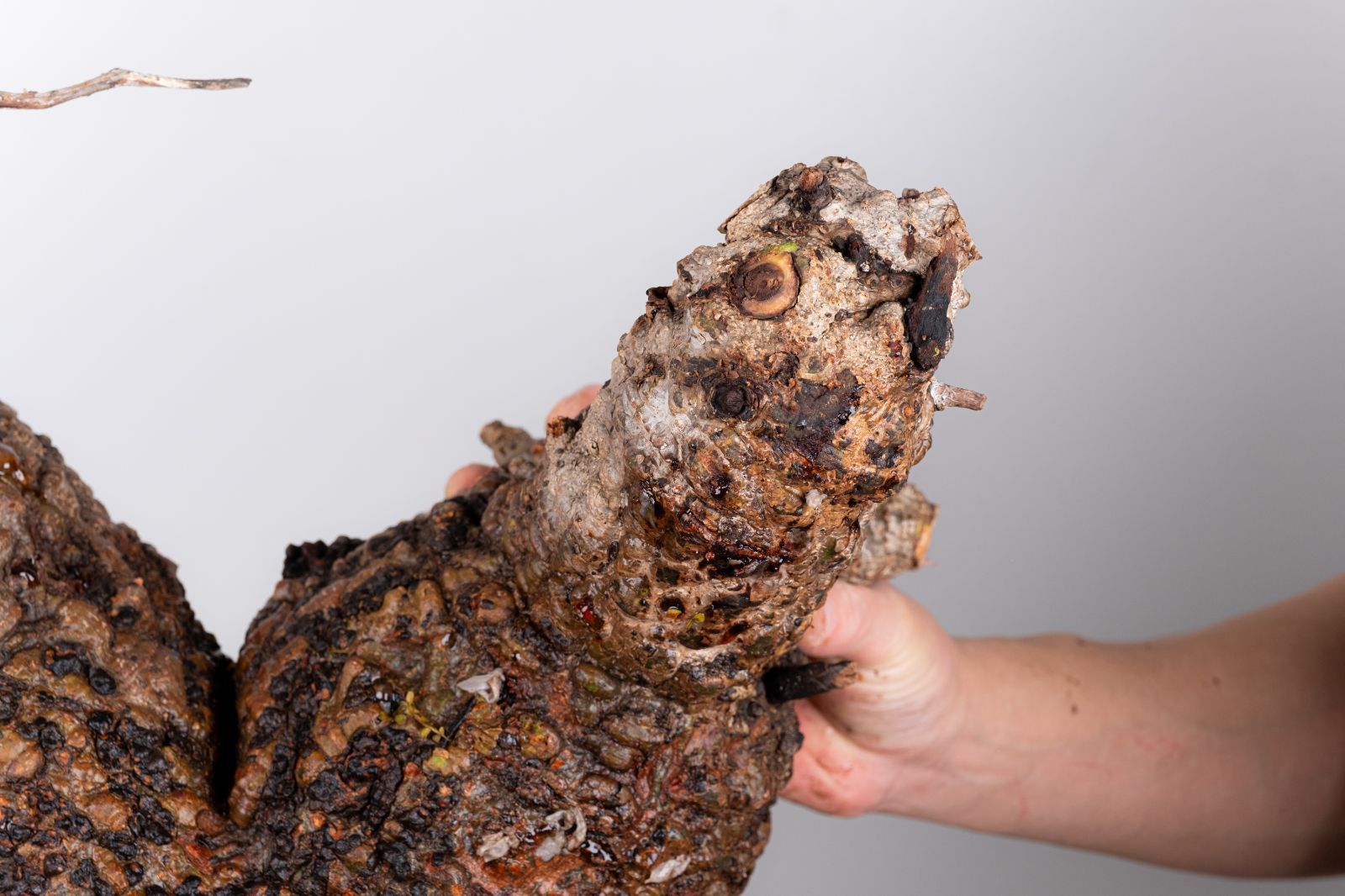 WP49 オペルクリカリア パキプス コーデックス ベアルート株 - メルカリ