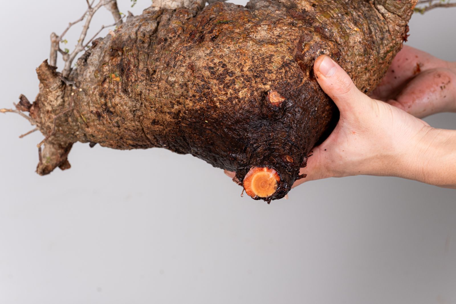 WP53 オペルクリカリア パキプス コーデックス ベアルート株 - メルカリ