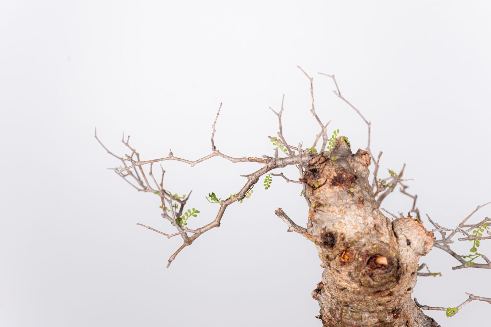 WP53 オペルクリカリア パキプス コーデックス ベアルート株 - メルカリ