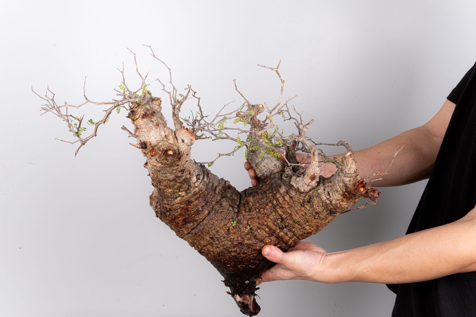 WP53 オペルクリカリア パキプス コーデックス ベアルート株 - メルカリ