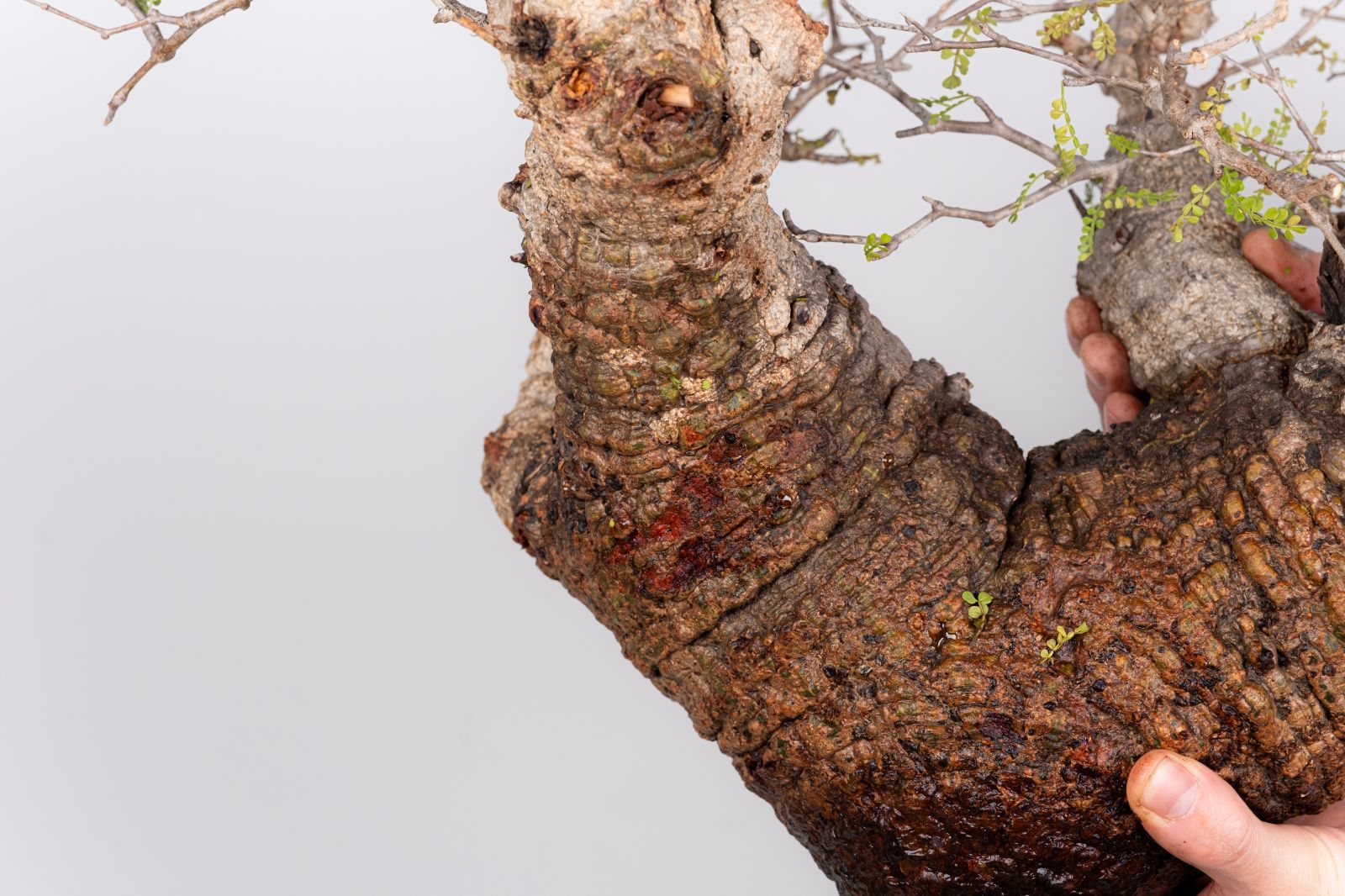 WP53 オペルクリカリア パキプス コーデックス ベアルート株 - メルカリ