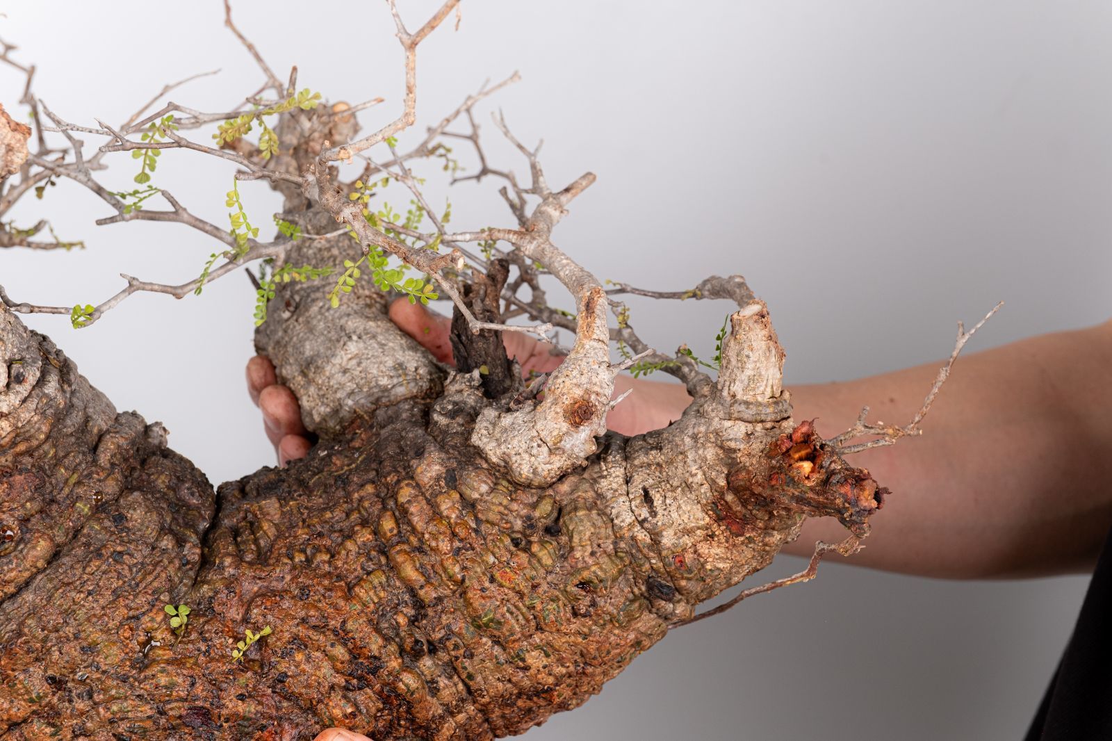 WP53 オペルクリカリア パキプス コーデックス ベアルート株 - メルカリ