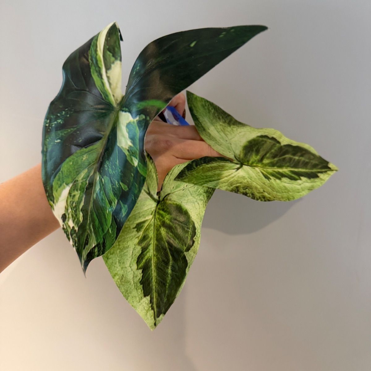 シナリー　みかっくりん様 cherie chien様】リーフ類 - メルカリ