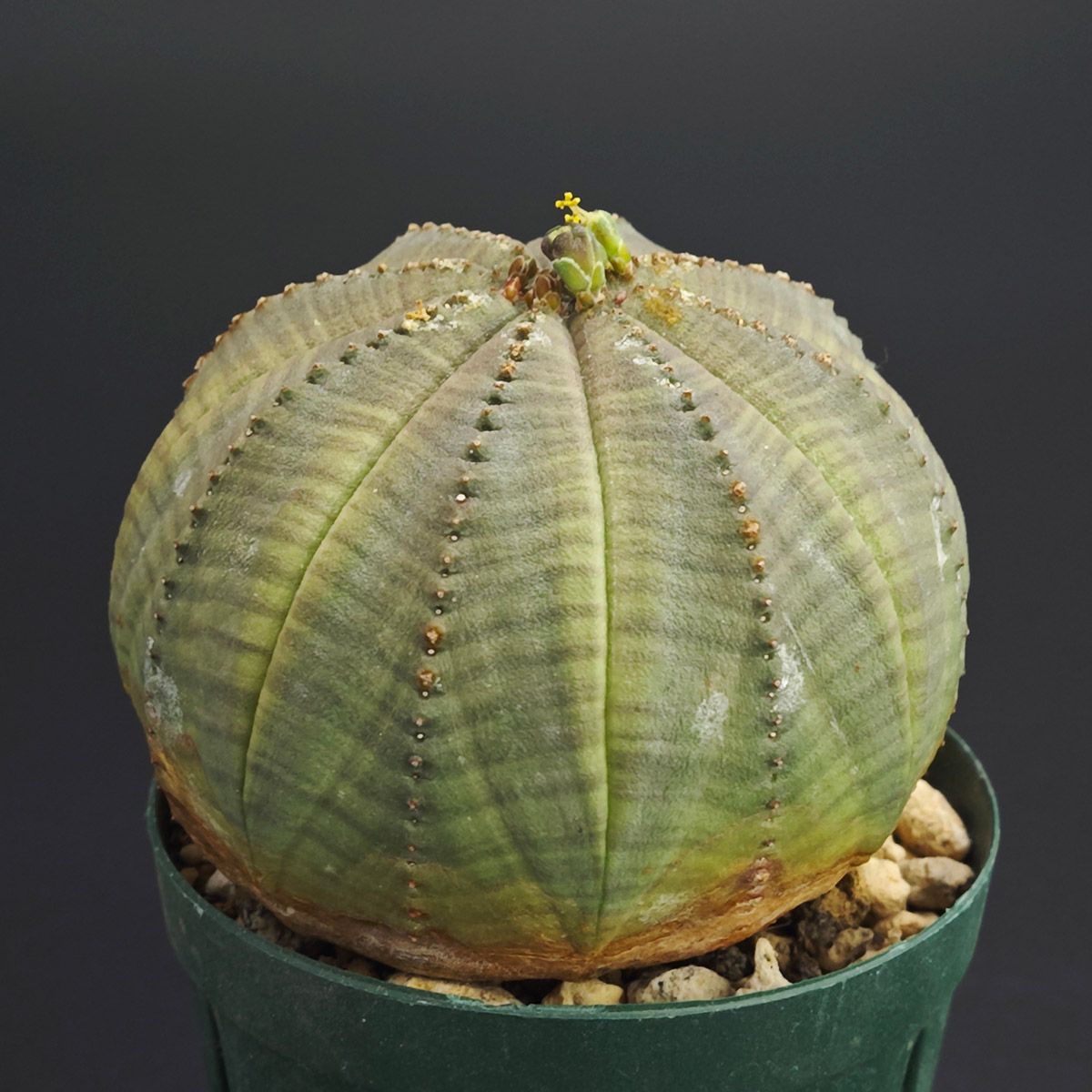 ユーフォルビア オベサ オス株/雄株 2号（6cm鉢） *0031 - メルカリ