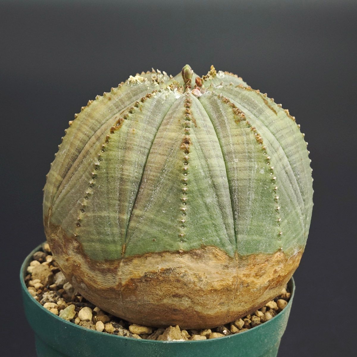 ユーフォルビア オベサ 2号（6cm鉢） *0033 - メルカリ