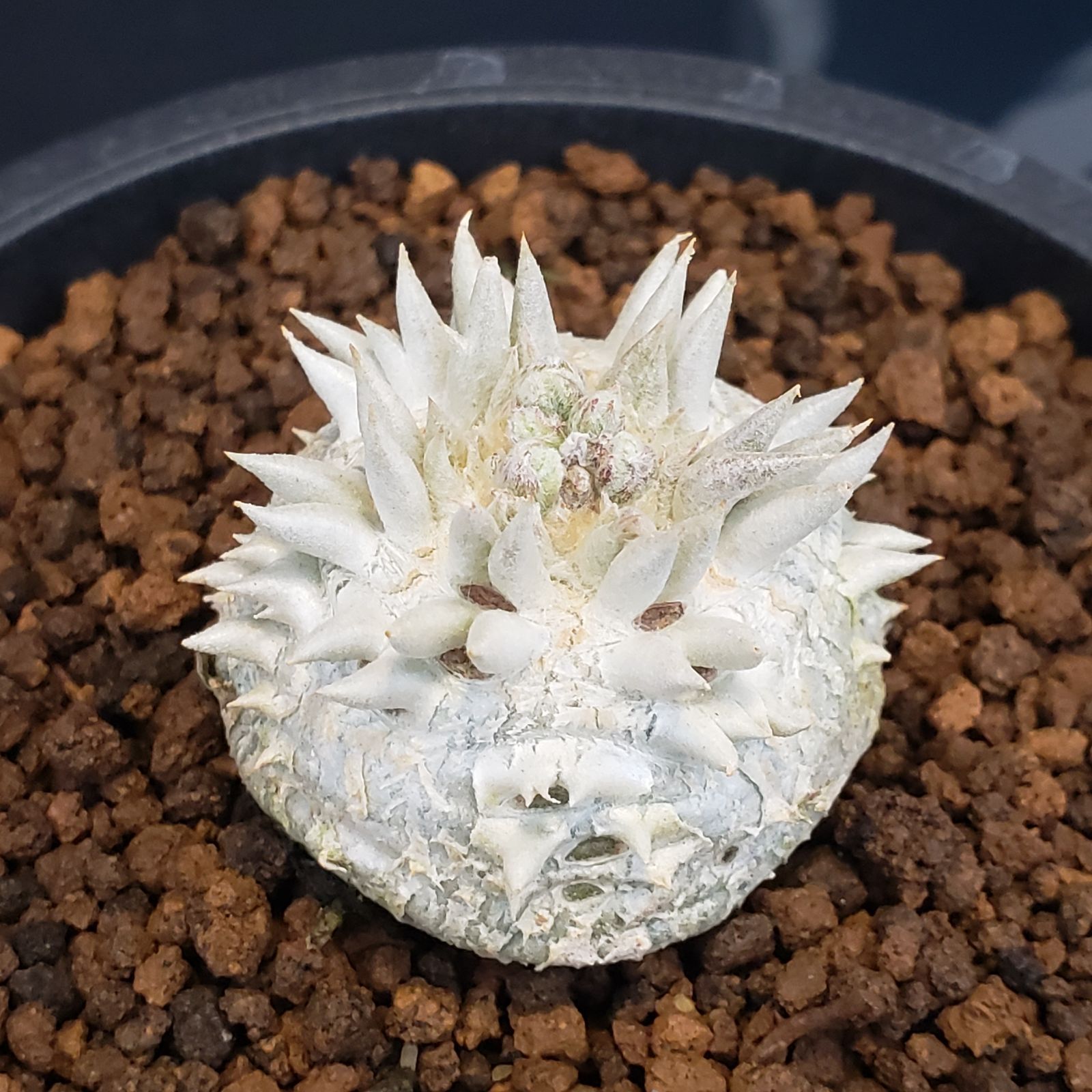 M208【自社養生株】パキポディウム 恵比寿笑い（実生・発根株・鉢植え