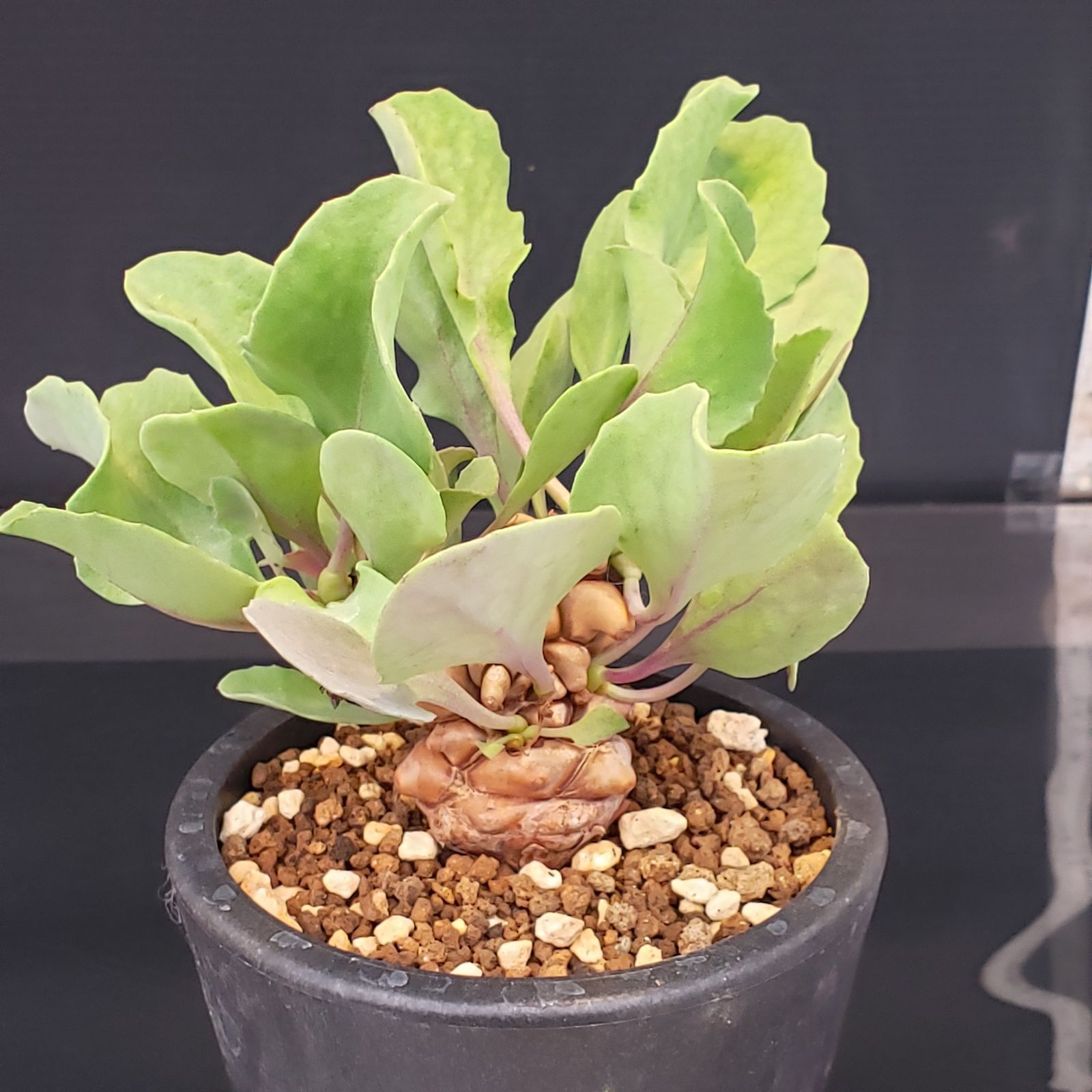 M210【自社養生株】オトンナ ヘレー（発根株・鉢植え）【塊根植物