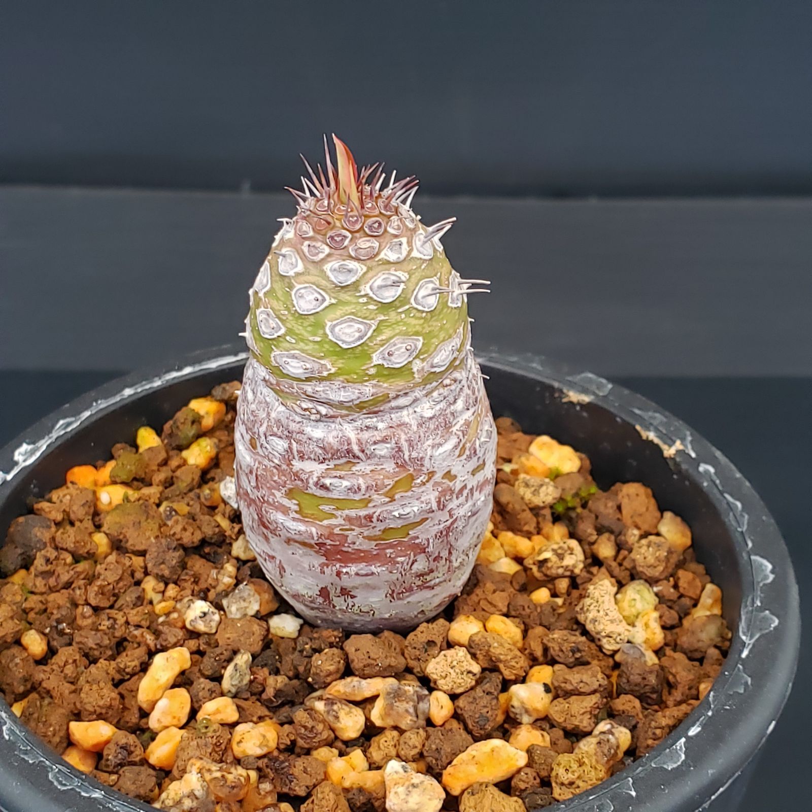 M215【自社養生株】ユーフォルビア パキポディオイデス（発根株