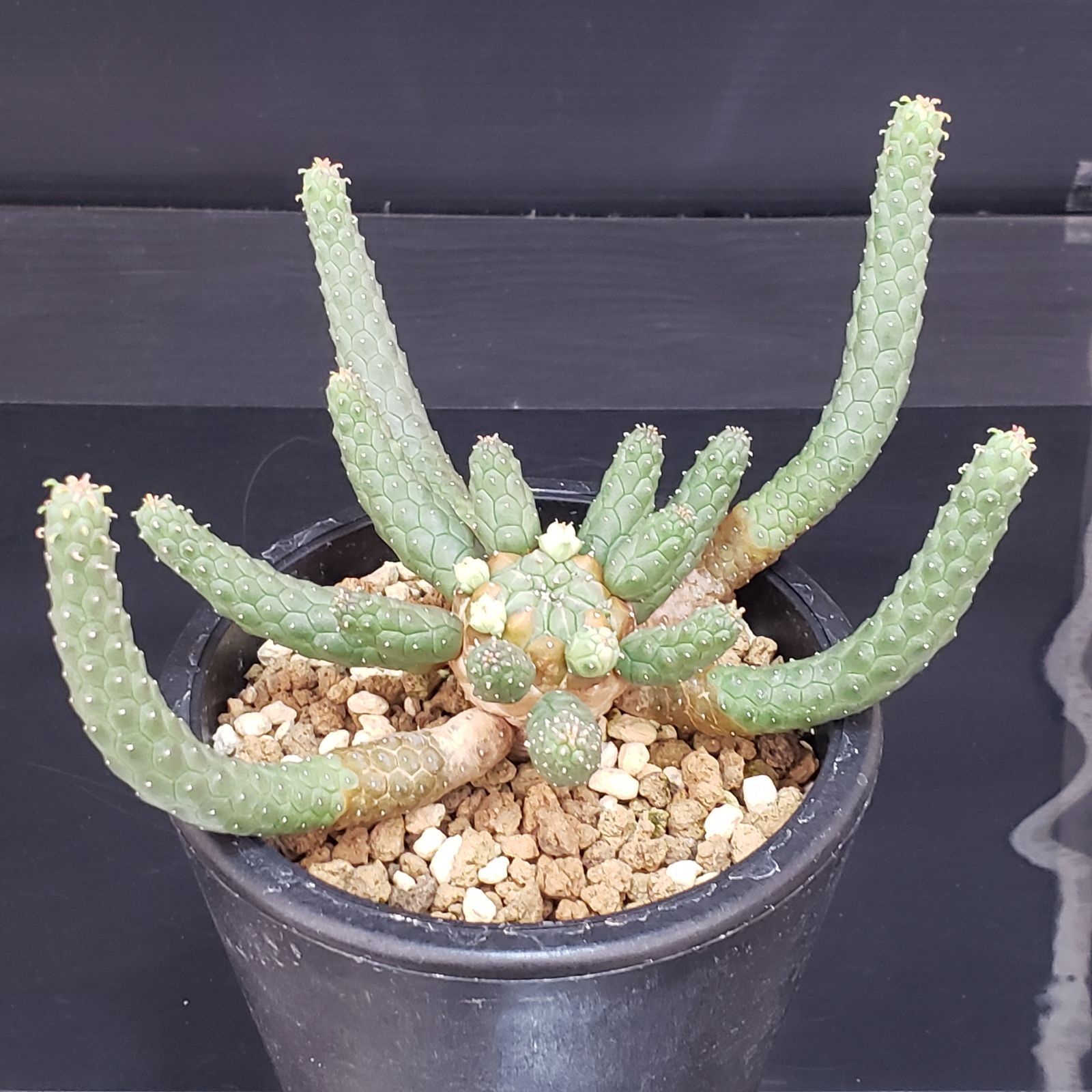 M218【自社養生株】ユーフォルビア エスクレンタ（発根株・鉢植え