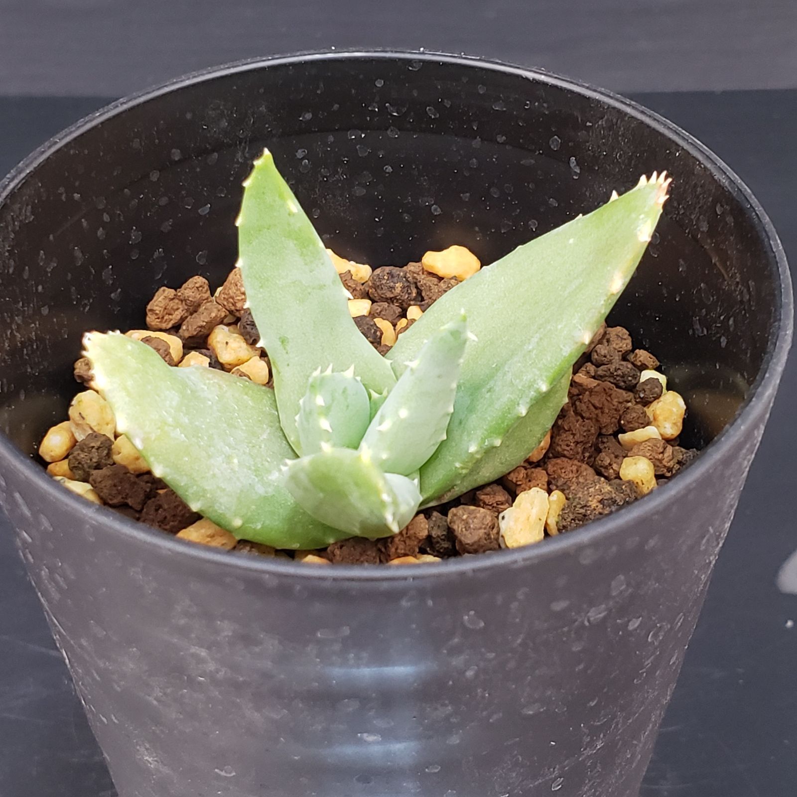 M231【自社養生株】アロエ ピランシー（実生・発根株・鉢植え）【多肉