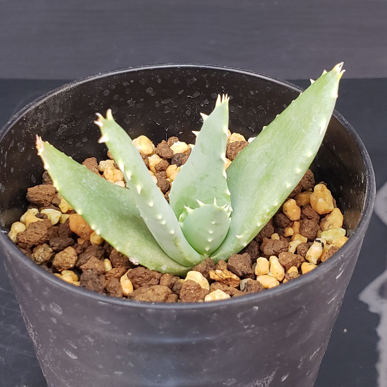 M232【自社養生株】アロエ ピランシー（実生・発根株・鉢植え）【多肉