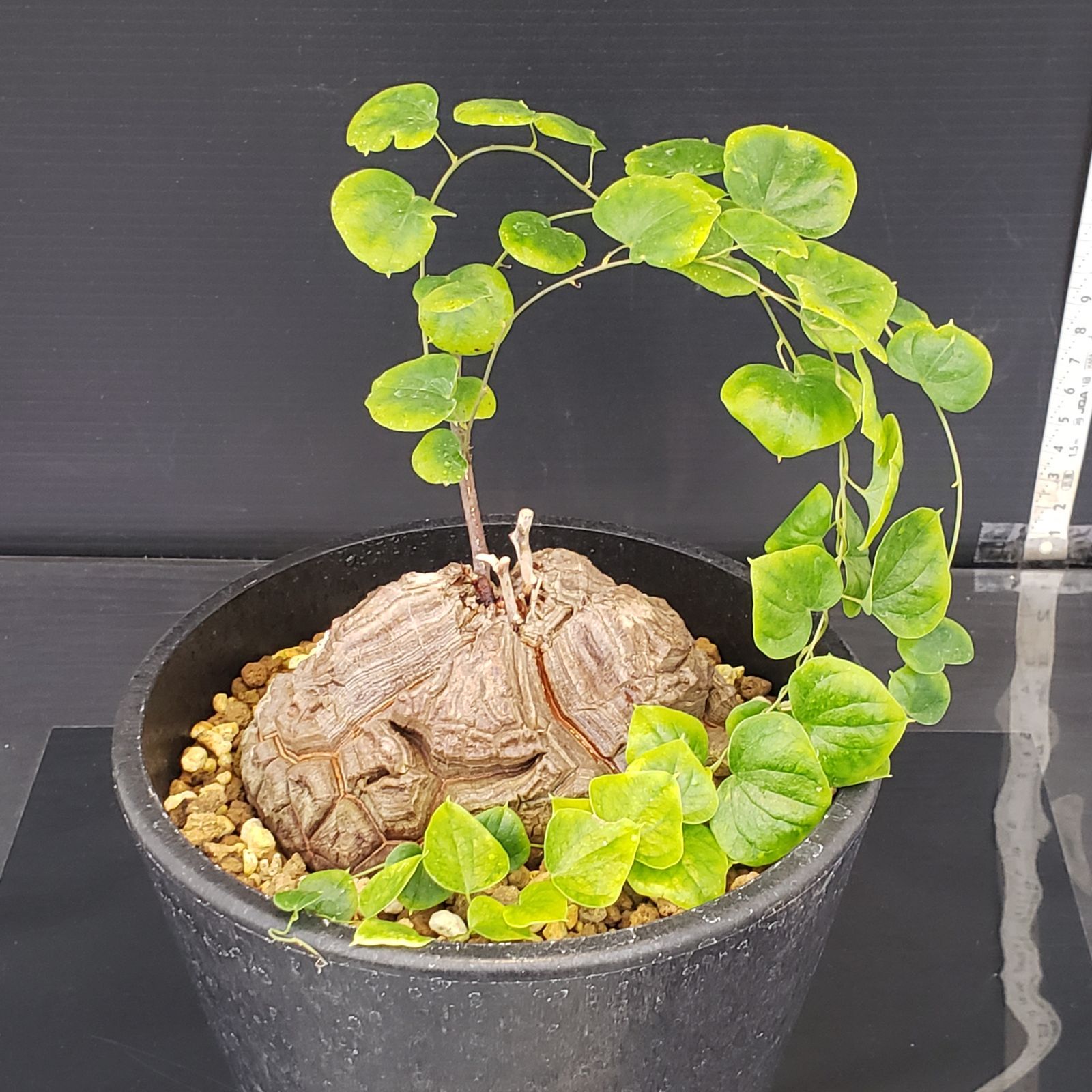 M252【自社養生株】ディオスコレア アフリカ亀甲竜（発根株・鉢植え